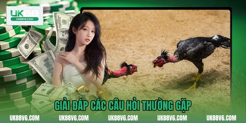 Giải đáp các câu hỏi thường gặp
